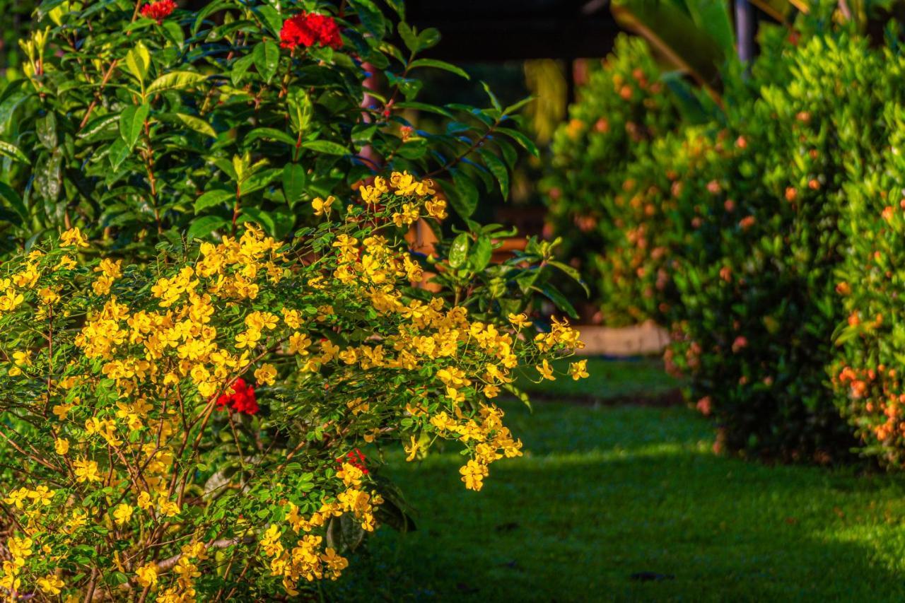 Rio Celeste Springs Blue Lodge Bijagua Εξωτερικό φωτογραφία
